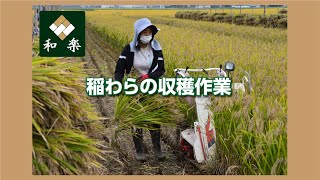 「稲わらの収穫作業」