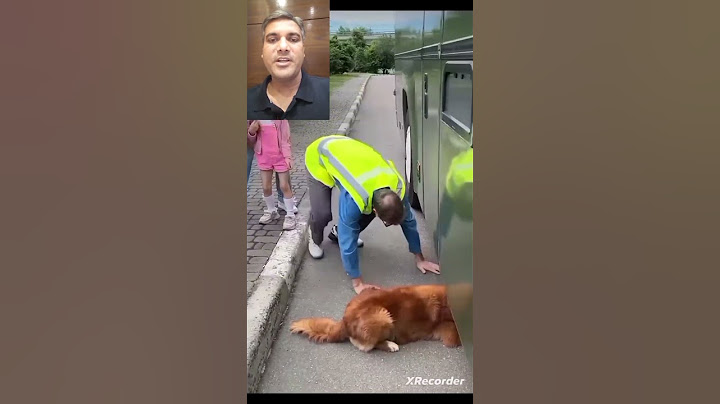 Incredible Dog Rescues Kittens from Bus ( Inspiring Story )🤗 #shorts