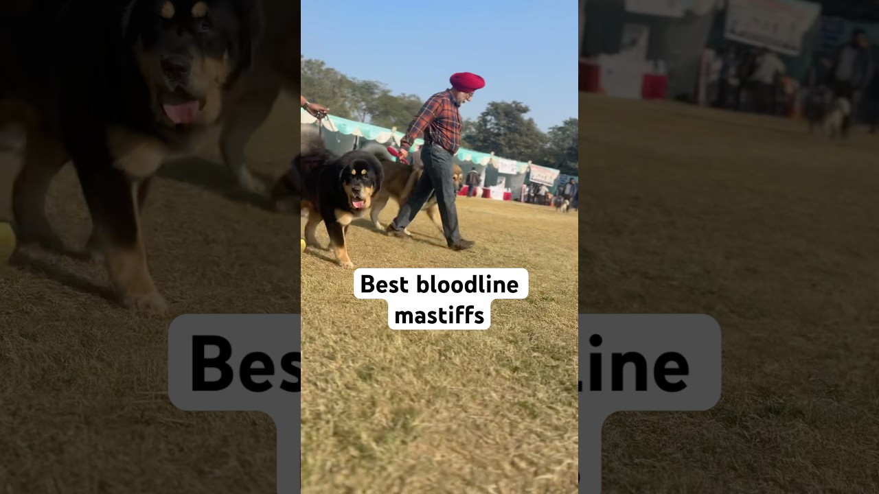 India’s Best Bloodline Tibetan Mastiff Dogs | Power, Purity & Prestige”