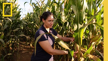 Regeneration in Action | Building Legacy in Brazil | National Geographic