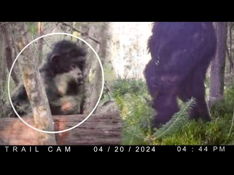 Most Disturbing Creatures Caught on Trail Cam 2024