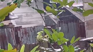 Epic Rainstorm with Booming Thunder Sounds | Heavy Rain on Tin Roof