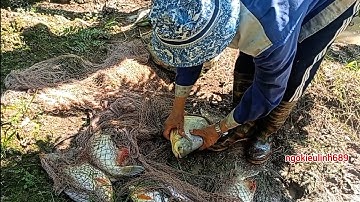Bắt cá như này mới thích quăng chài trúng ổ cá ăn mấy ngày không hết cá các bác ơi