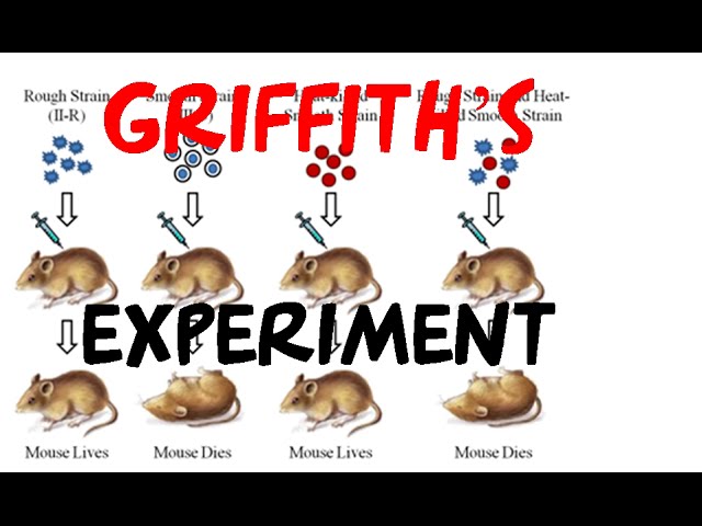 frederick griffith mice experiment