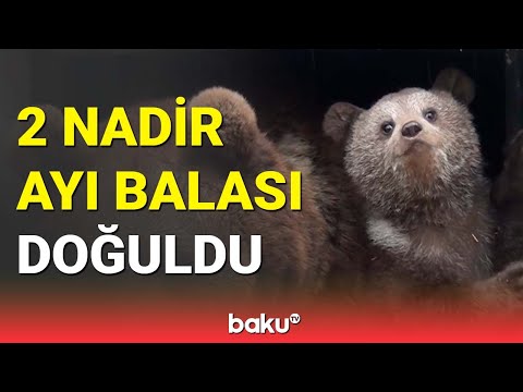Azərbaycanda “Qırmızı kitab”a düşən iki ayı balası doğuldu - BAKU TV