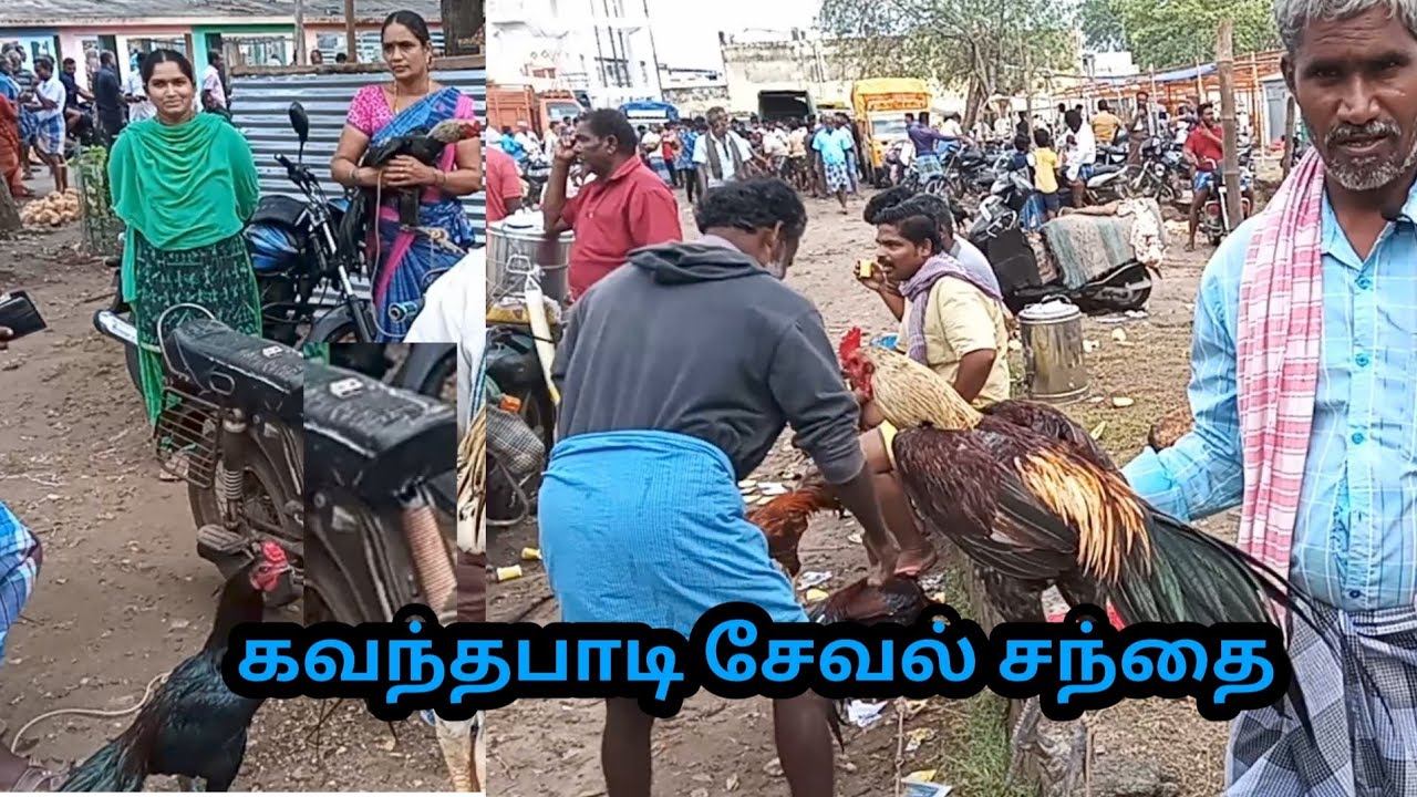 இந்தவாரம்  கவுந்தப்பாடி சேவல் சந்தை / kavindapadi sandhai / seval market in erode