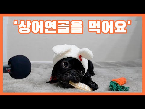 [봉씨네프렌치] 상어연골 먹방 리얼사운드! / DOG ASMR Shark Cartilage Eating Sound ASMR