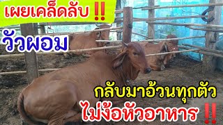 เผยเคล็ดลับวัวอ้วน‼️ เลี้ยงแบบไม่พึ่งหัวอาหารก็อ้วนได้#cow #คนเลี้ยงวัว #วัว