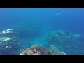 Snorkling off Media Luna Roatan