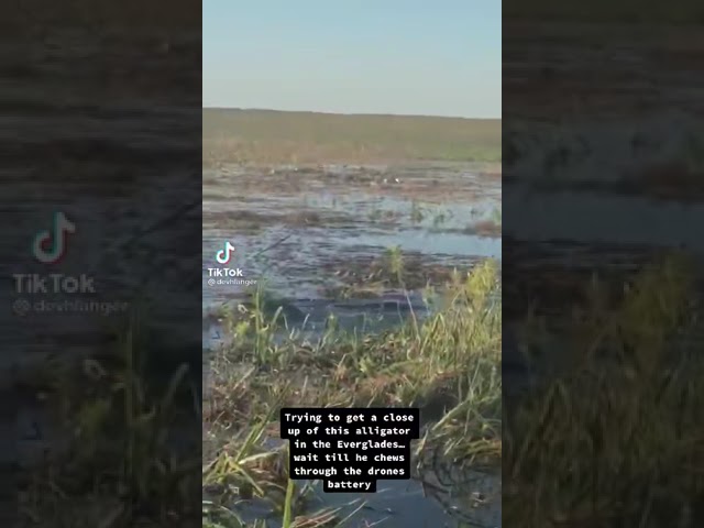 Watch Drone fail #drone #dronefails #dronelife #fails drone eat by crocodile on YouTube Watch Drone fail #drone #dronefails #dronelife #fails drone eat by crocodile on YouTube