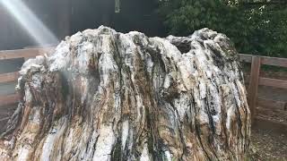 5 Million-Year-Old Petrified Giant Tree Stump | One Tree Planted