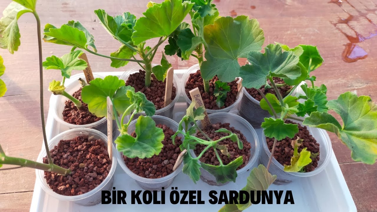 Hediye Özel Sardunya Koli Açılımı /Özel Sardunya Köklendirme