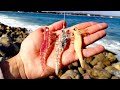 🔴Pesca🎣 con🦐 CAMARON ARTIFICIAL🦐🔴||pesca sobre ROCAS... 🏝️