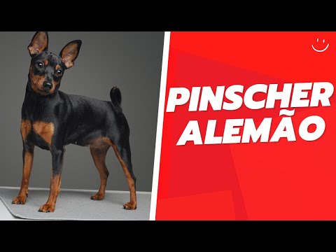 Vídeo: Pinscher alemão