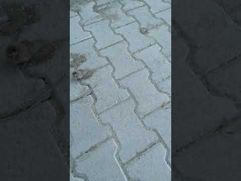 Yavru kuş sesi,