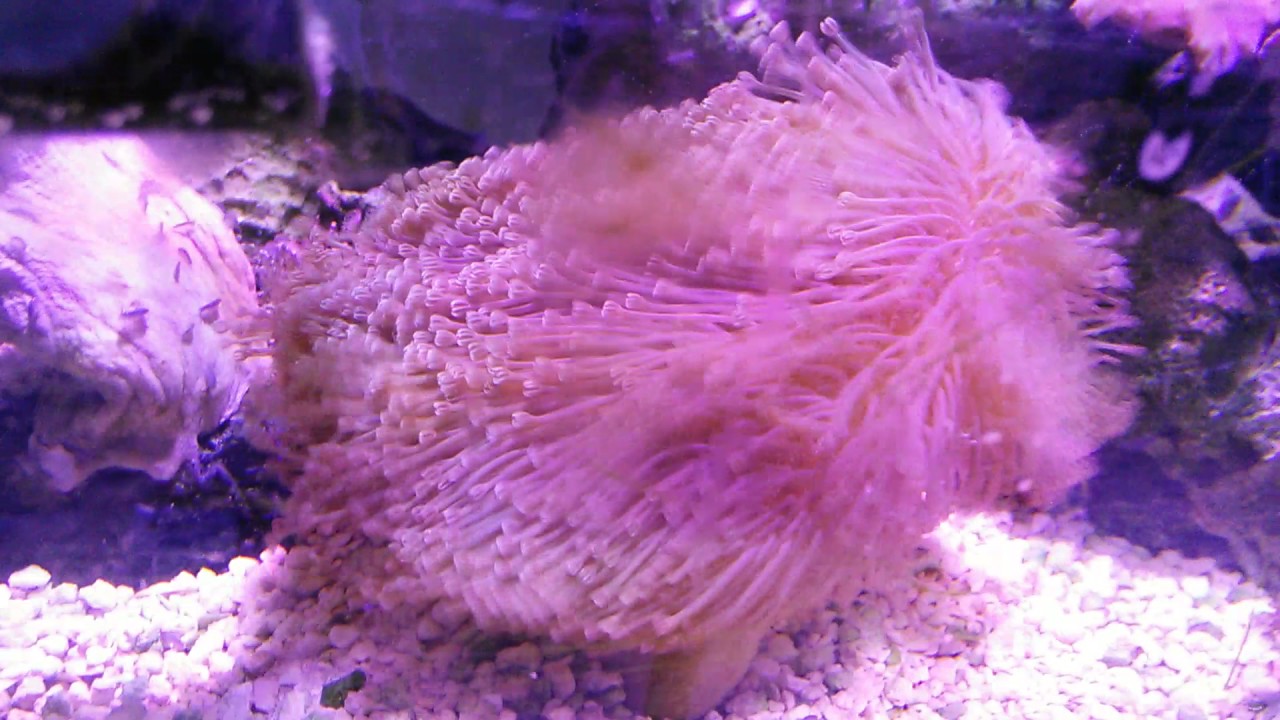 camera iphone 8 plus apk Toadstool leather in distress.