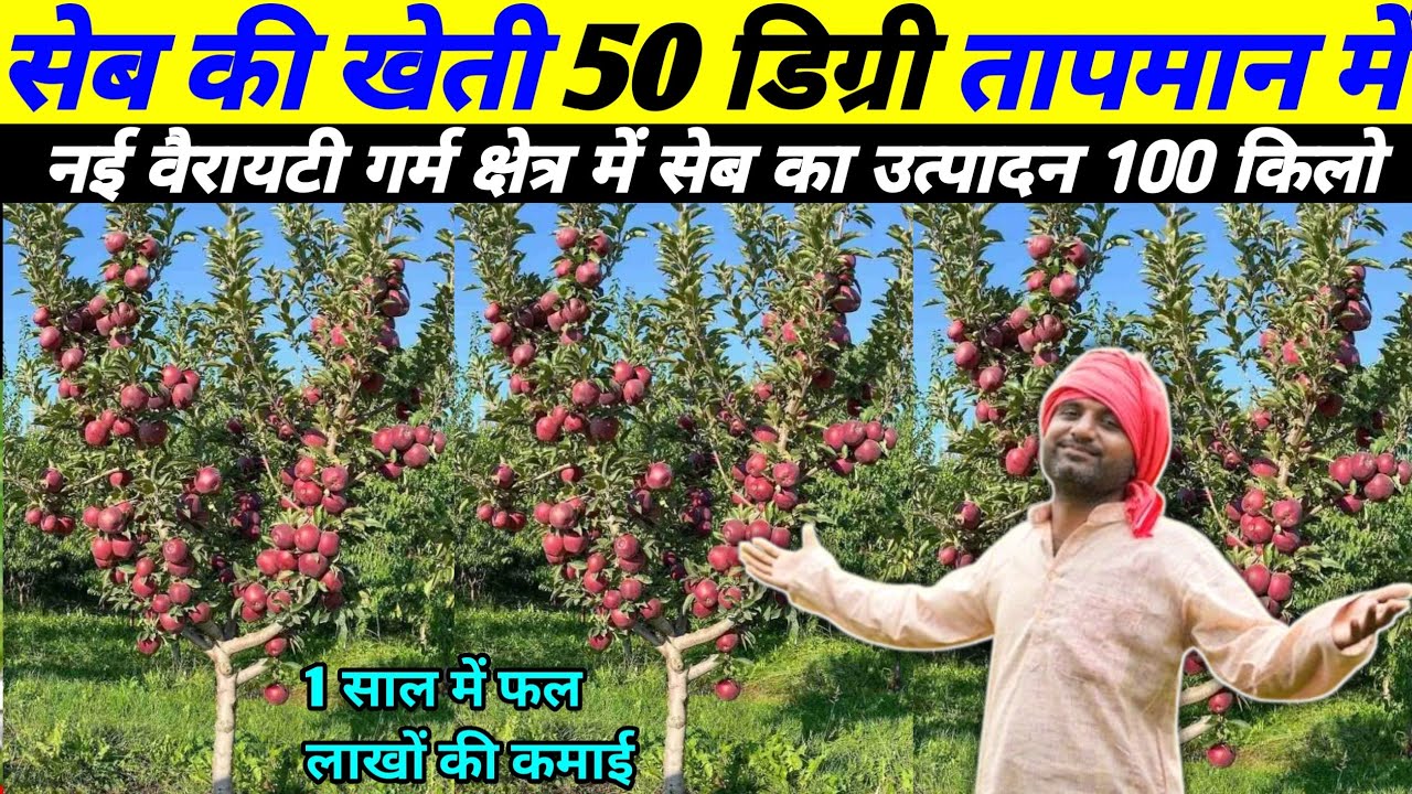 seb ki kheti । apple ki kheti । sev ki kheti । apple ki kheti kaise kare । seb ka ped kaisa hota hai