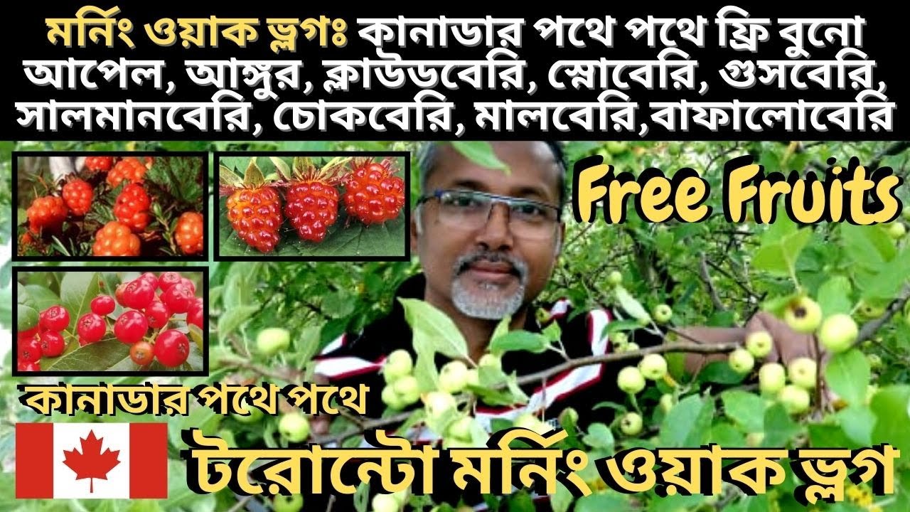 মর্নিং ওয়াক ভ্লগঃ কানাডার পথে পথে ফ্রি বুনো আপেল, আঙ্গুর, ক্লাউডবেরি, স্নোবেরি ও চোকবেরি Wild Fruit
