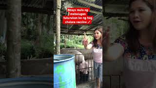 #raisingpigs #pig #injection #animal #animals #pigraising