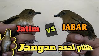 Jongkangan/Cingcoang coklat jantan lokal jatim dan jabar