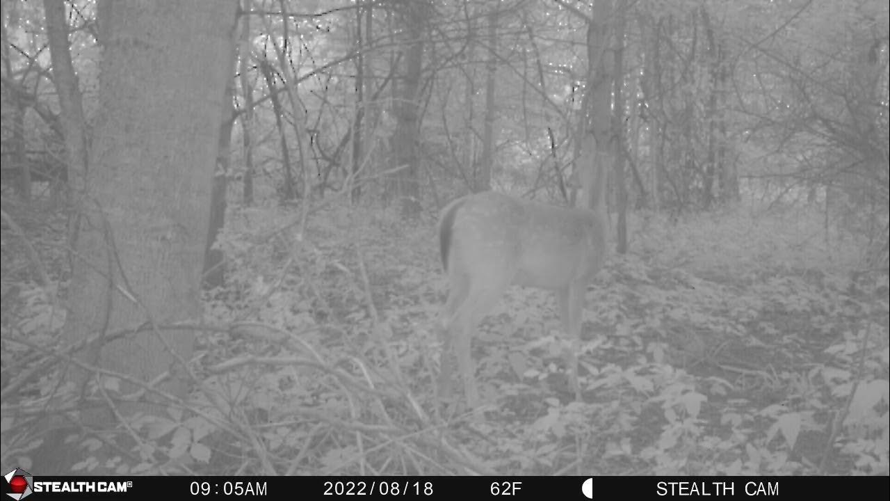 POSABLE DEER STAND LOCATION YouTube