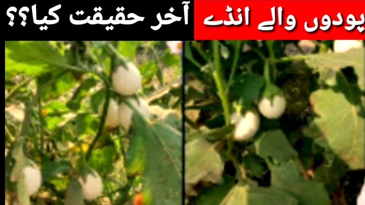 Real True /Tree Egg Fake Or Real/Red chilli tv