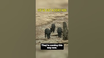 Airgun Hog Hunting!