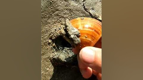 videos đi bắt hải sản #118  bắt nghêu vàng biển bãi đồi nhái  VT đây :Mò Cua Bắt Ốc - Tv #shorts​.