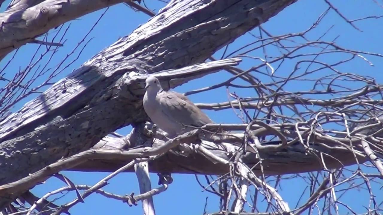 North American Wildlife --- Eurasian Collared-Dove 