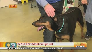 $22 Adoption Special