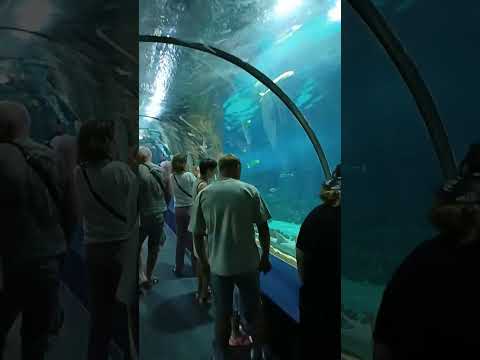 Вода над головой в океанариуме.#адлер2024 #океанариум #video #шортс #рыбы