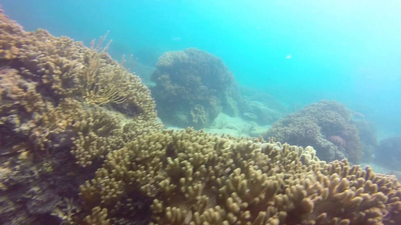 Local diving Bundaberg YouTube
