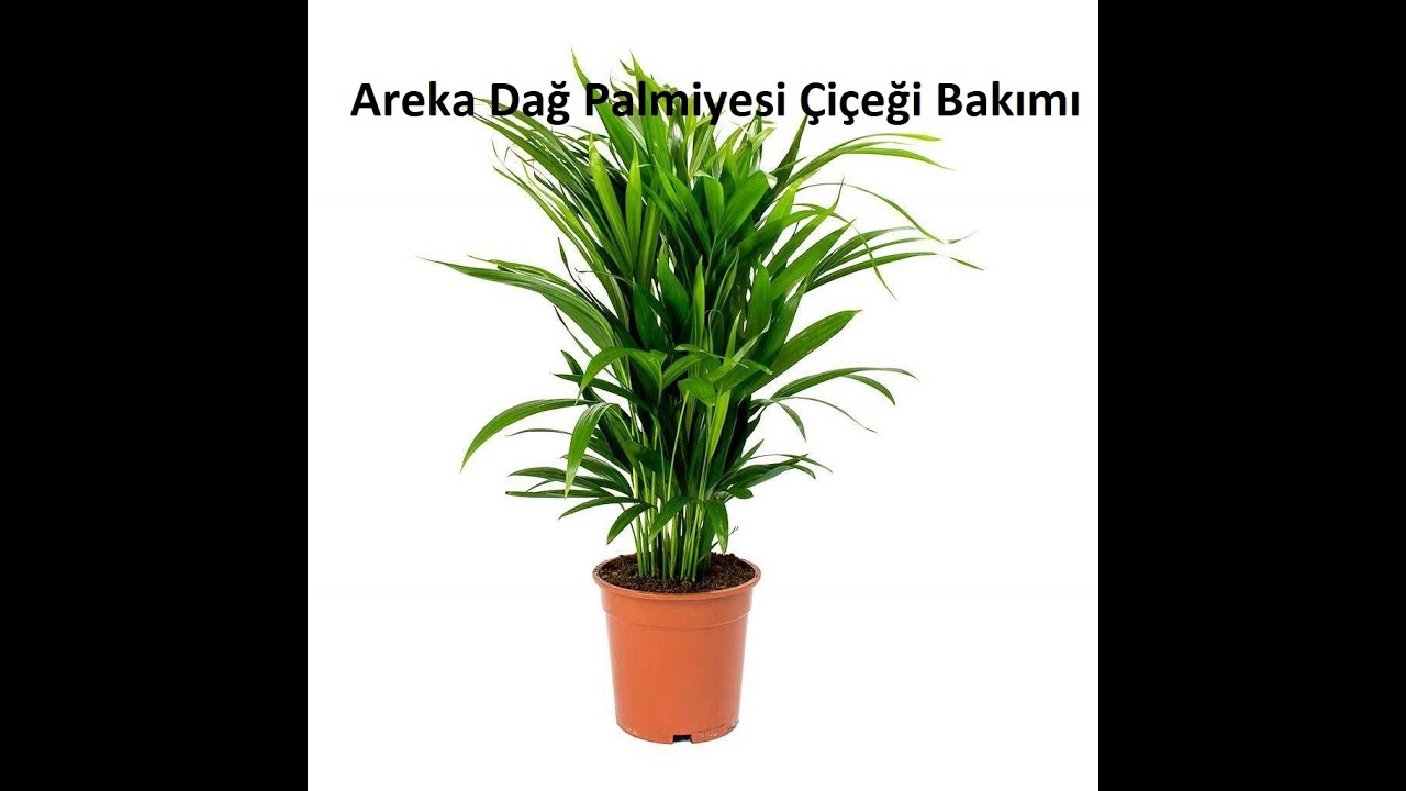 Mini areca dağ palmiyesi bakımı, çoğaltılması ve sulanması. Chamaedora elagans