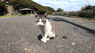 野良猫が集まっている所でモフモフしてきた