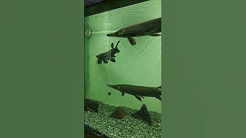 Fish 🐠🐟#mustwatch #shortsviral #shortsvideo #shorts #short #shortsfeed #subscribe #youtubeshorts