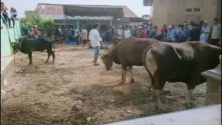 Qurban idul adha di masjid al badar komplek yuka 2019 #albadar #komplekyuka