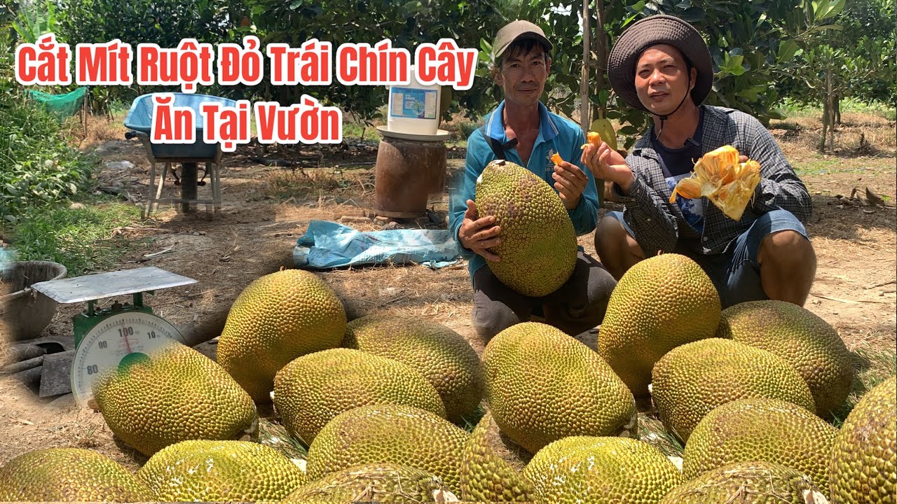 Thật Bất Ngờ.! Vườn Mít Ruột Đỏ 14 tháng cho trái thu hoạch không thể tin được đó là sự thật