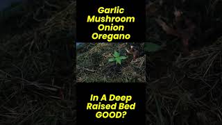 Garlic Mushroom Onion Oregano In A Deep Raised Bed GOOD?