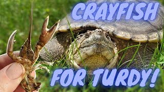 Will A Snapping Turtle Eat Crayfish? Let's Catch Some and Find Out!