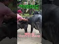 お母さんが大好きすぎて…一つになりかけました