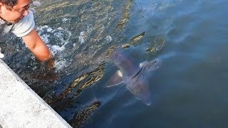 １匹１００万円の巨大魚を手で捕獲する！！！【さえりコラボ＃３】