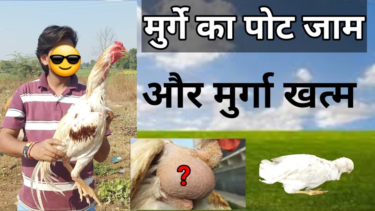 असील मुर्गे का जाम पोट के लिए क्या करना चाहिए / murge ka pota jaam #RoosterTreatment