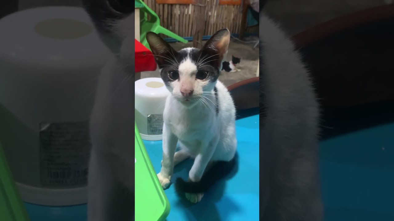 Paws of Paradise: Cats of Koh Samet