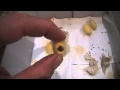 Criar gusanos de seda en casa. Parte 2