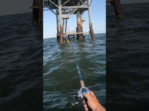 This Works Better than LIVE BAIT!!