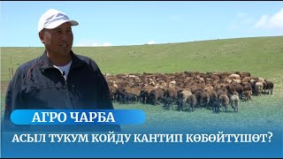 Асыл тукум койду кантип көбөйтүшөт? / АГРО ЧАРБА көрсөтүүсү