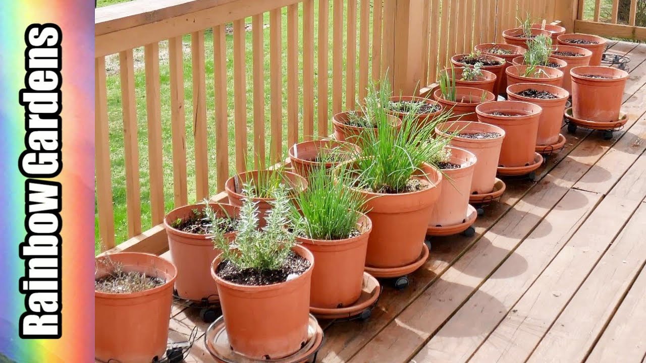 Perennials in the Herb Container Garden for March, Seed Starting Tip