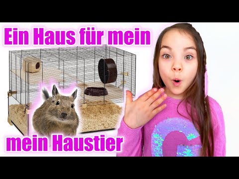 Video: Halten Sie den Hund des Hauses stilvoll und organisiert