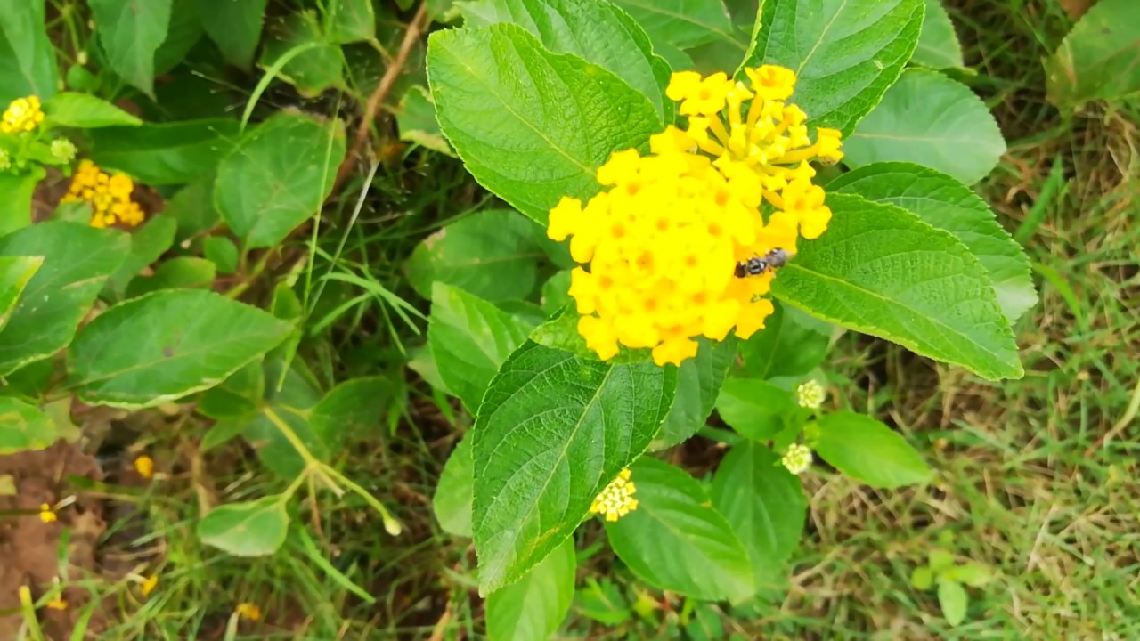 Honey Bee Making Honey From Flower Honey Bee On The Flowers How Honey Bee Collect Honey