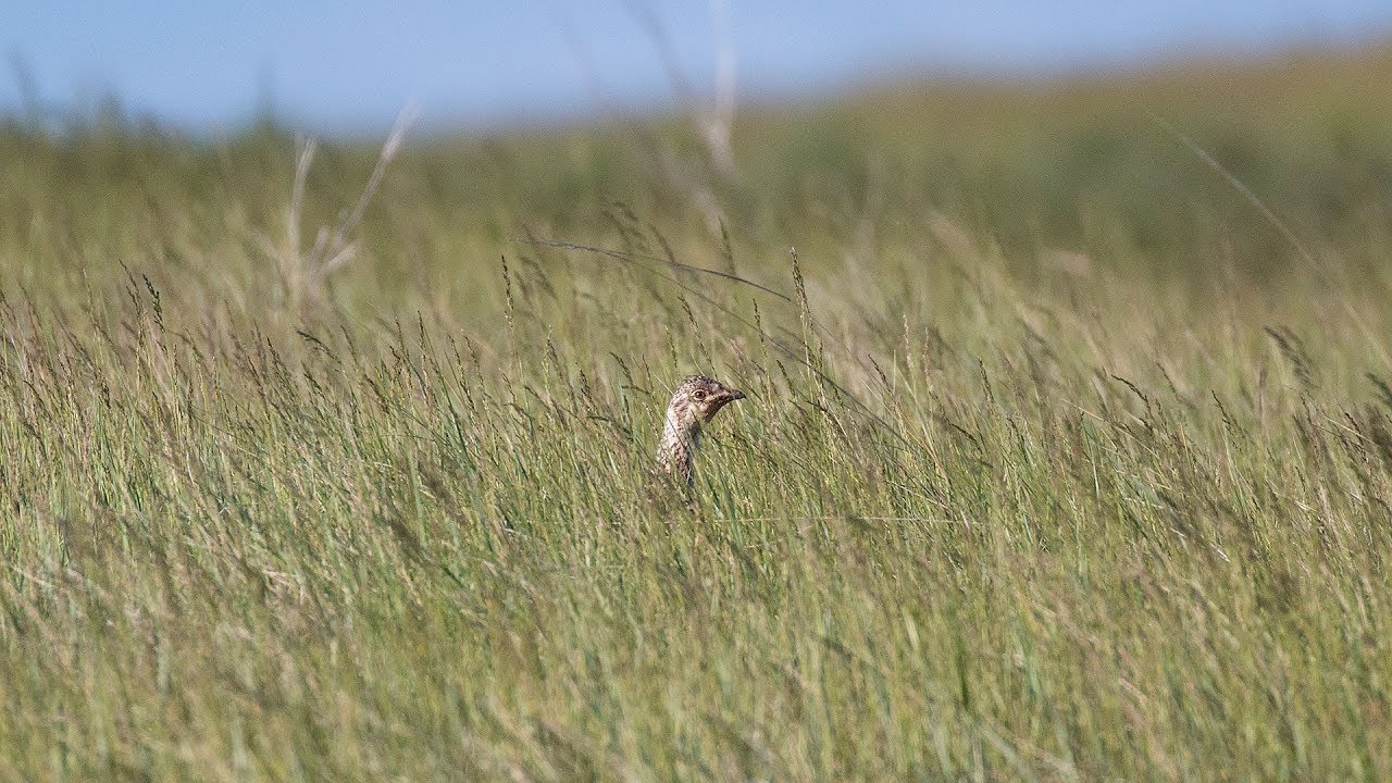 hunting simulator pc Grouse, Partridge, and Turkey Season Previews (Subcaptioned) - NDGNF